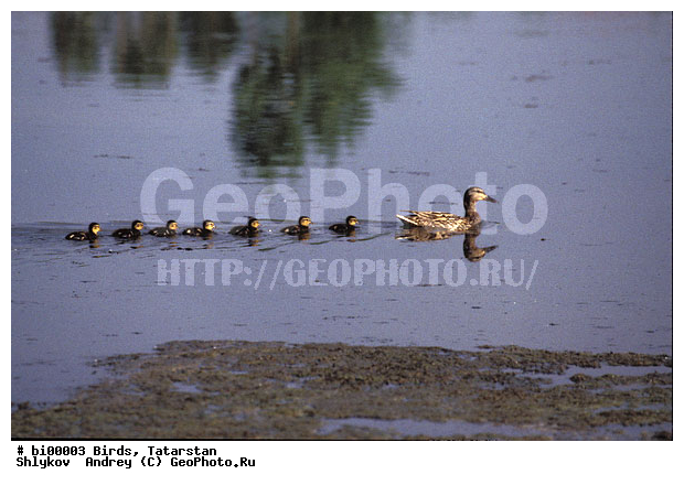 ������ ����, ���c��, ���������, ��������, ���, �������, ������ ����������, �����, ������, ����, �����������������, ������������� �����, XYZ, ������, Anatidae, ������, Anas platyrhynchos, �����������������, ������������� �����, XYZ, ������, Anatidae, ������, Anas platyrhynchos