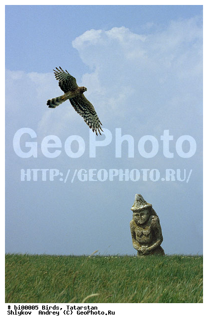 �������-����, �������, ��������, ����������, ����, �������, �����, �����