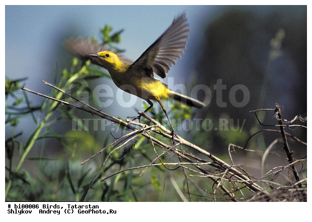 ������ ����, ���c��, ���������, ��������, ����������, ���, �������, �����, ����������, �����, �����, XYZ, �������������, Motacillidae, ������������ ����������, Motacilla citreola