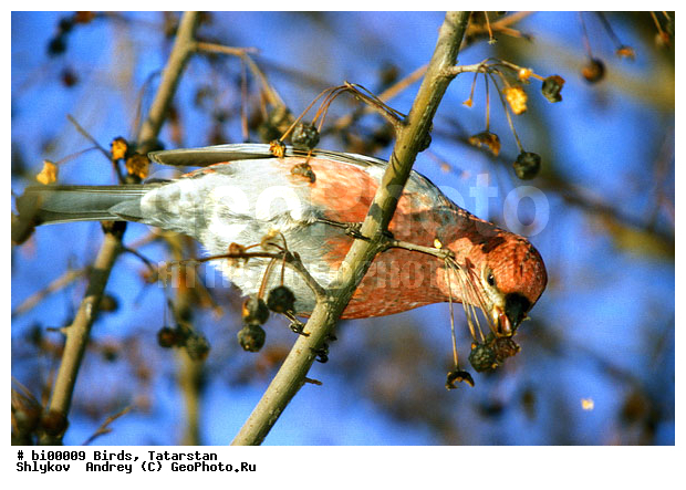 ������ ����, ������, ���������, ��������, ����������, �����, �������, �����