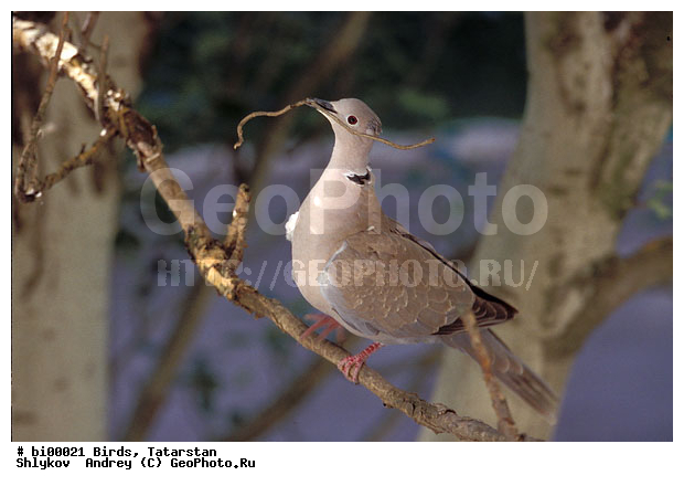 �������-����, �������, �������, �����, ��������, ����������, �������, ��������, ��������, �����, �����, ��������, �����������, XYZ, ���������, Columbidae, ��������� �������, Streptopelia decaocto