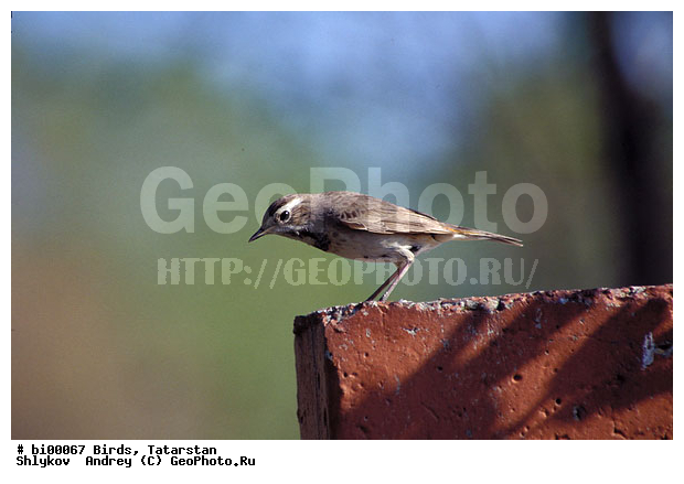 ������ ����, ���c��, ���������, ��������, ����������, �������, �����, ����, �������