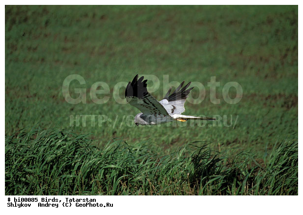 ���, ������ ����, ������, ���������, ��������, ����������, ����, �������, �����