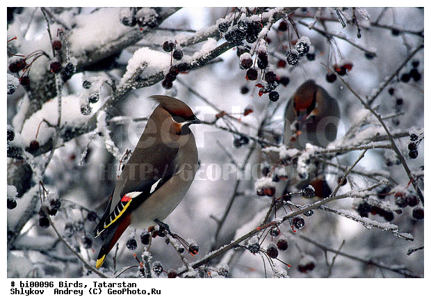 ������ ����, ���c��, ���������, ��������, ����������, ���, �������, �����, ����������, �����, �����, XYZ, �������������, Bombycillidae, ������������ ����������, Bombicilla garrulus, �����, �����, XYZ, �������������, Bombycillidae, ������������ ����������, Bombicilla garrulus