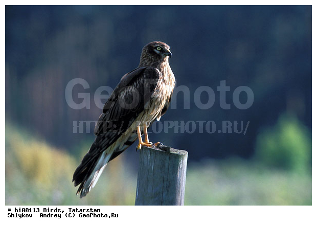 ���, ������ ����, ������, ���������, ��������, ����������, ����, �������, �����