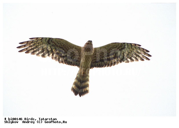 ������ ����, ���c��, ���������, ��������, ����������, ���, ����, �������, �����