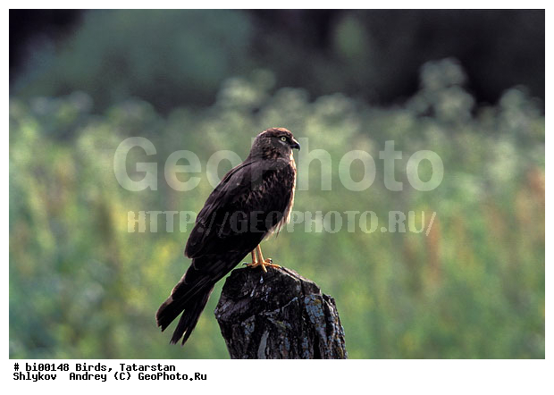 ������ ����, ���c��, ���������, ��������, ����������, ���, ����, �������, �����