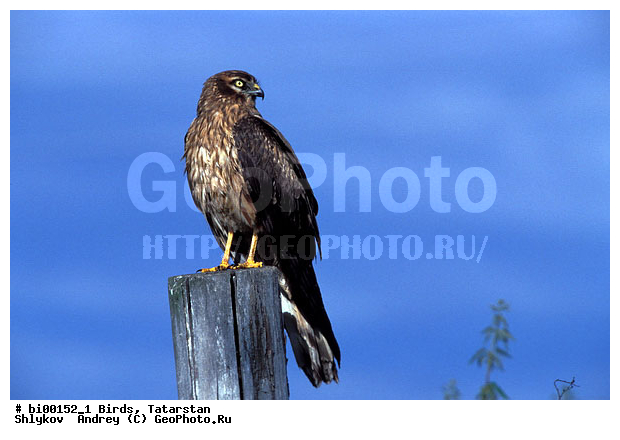 ������ ����, ���c��, ���������, ��������, ����������, ���, ����, �������, �����