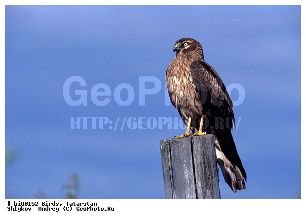 ������ ����, ���c��, ���������, ��������, ����������, ���, ����, �������, �����