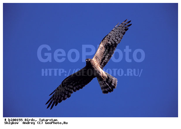 ���, ������ ����, ������, ���������, ��������, ����������, ����, �������, �����