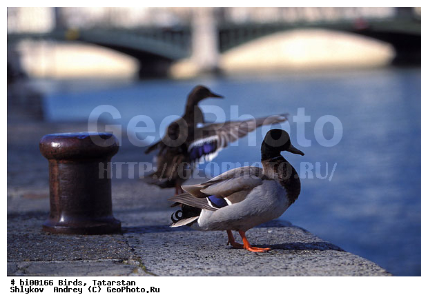 �����, ����, �������, �����, ��������, ����, �������, �����, ����, ����, �����������������, ������������� �����, XYZ, ������, Anatidae, ������, Anas platyrhynchos, �����������������, ������������� �����, XYZ, ������, Anatidae, ������, Anas platyrhynchos