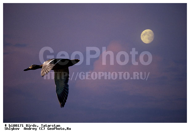 ����, ������ ����, ���c��, ���������, ��������, ����������, �������, �����, ����, ��������, ��������, ��������, �����������, �����������������, ������������� �����, ������������� �����, XYZ, ������, Anatidae, ������, Anas platyrhynchos