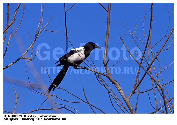 ������ ����, ���c��, ���������, ��������, ����������, ���, �������, ��������, ��������, �����, �����, ��������, �����������, XYZ, ��������, ���������, Corvidae, ������, Pica pica