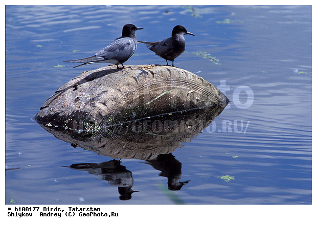 ������ ����, ������, ���������, ��������, ����������, ������, �������, �����, ������, ��������, ��������, �����, �����, ��������, �����������, ������� �����, ������� �����, XYZ, ���������, Sternidae, ׸���� �������� ������, ������ �������� ������, ׸���� ������, ������ ������, Chlidonias niger