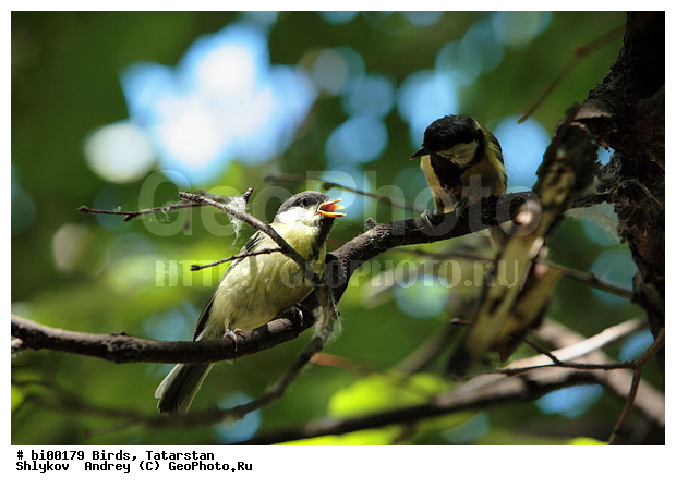 ������ ����, ���c��, ���������, ��������, ����������, ���, �������, �����, ������, ��������, ��������, �����, �����, ��������, �����������, XYZ, ���������, Paridae, ������� ������, �������, Parus major