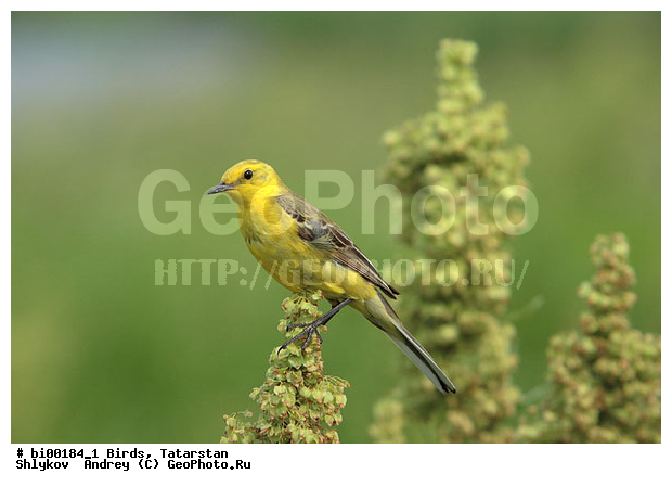 ������ ����, ���c��, ���������, ��������, ����������, ���, �������, �����, ����������, �����, �����, XYZ, �������������, Motacillidae, ������������ ����������, Motacilla citreola