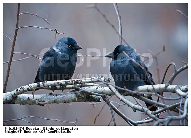 ������, ���������, ��������, �������, �����, �����, �����, XYZ, ��������, ���������, Corvidae, �����, Corvus monedula, Coloeus monedula