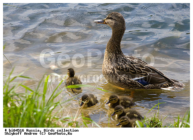 ������, ���������, ��������, �������, ������, �����, ������, ����, �����������������, ������������� �����, XYZ, ������, Anatidae, ������, Anas platyrhynchos, �����������������, ������������� �����, XYZ, ������, Anatidae, ������, Anas platyrhynchos