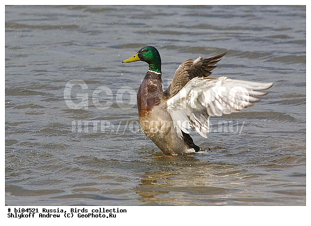 ������, ���������, ��������, �������, �����, ��������, ����, �����������������, ������������� �����, XYZ, ������, Anatidae, ������, Anas platyrhynchos, �����������������, ������������� �����, XYZ, ������, Anatidae, ������, Anas platyrhynchos