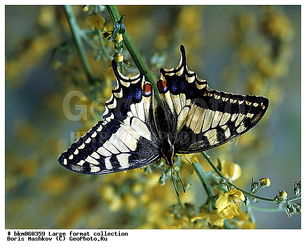 9�12, ������� ������