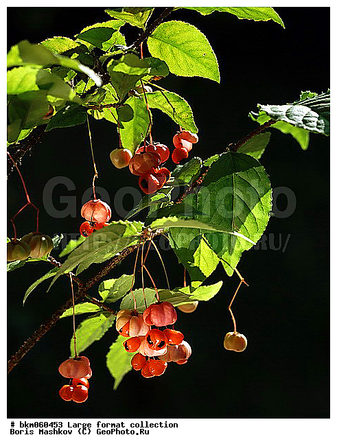 9�12, ������� ������, ���������, �������, ���������, ����