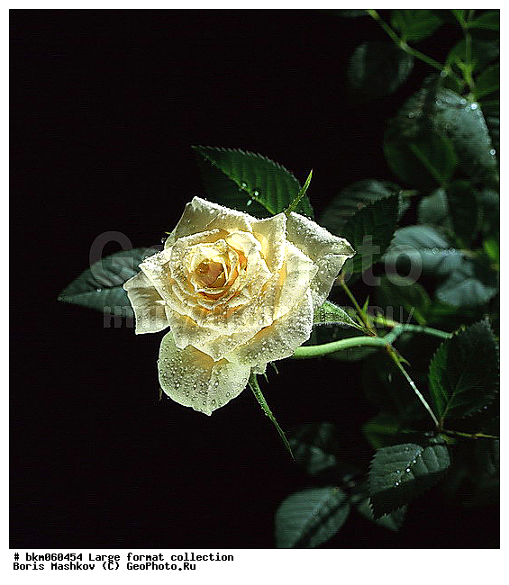 9�12, ������� ������