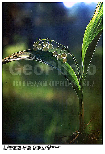 9�12, ������� ������, ��������, ������ �������, ���, �����