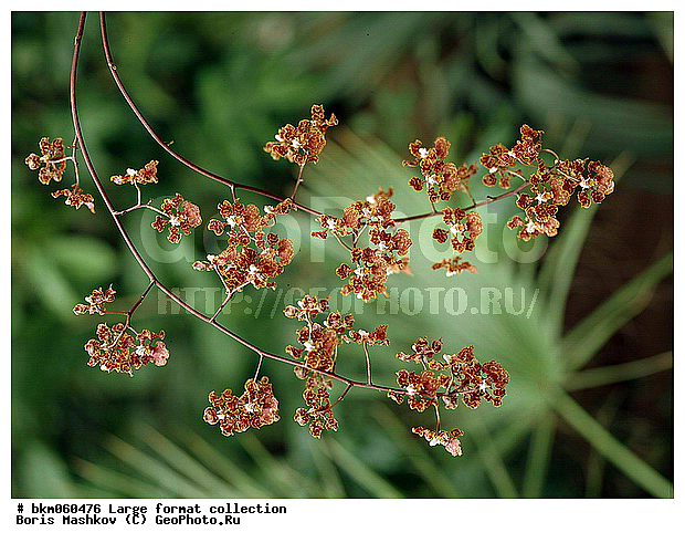 9�12, ������� ������, �����, �����, �������, ��������