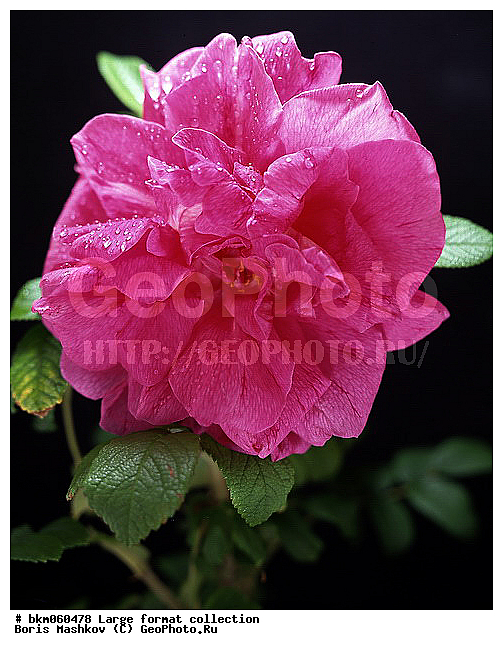 9�12, �������, ������� ������, ������, ������, ��������