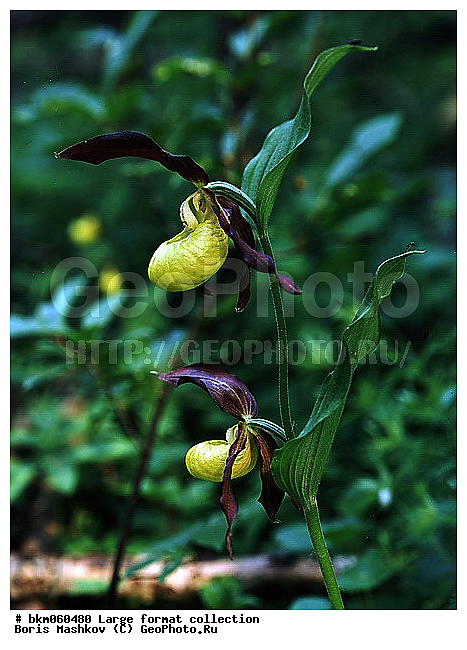 9�12, ������� ��������, �������, ������� ������, ������� ����, ������