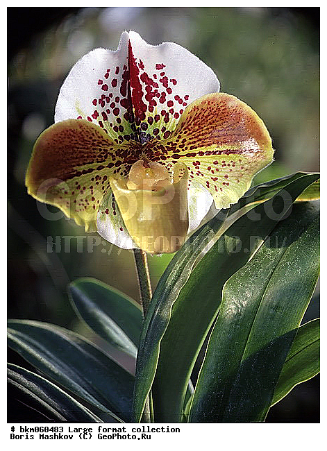 9�12, �������, ������� ������, ������� ����, �����������, ������