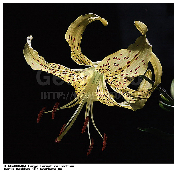 9�12, ������� ������, ������� ����, �����, ������