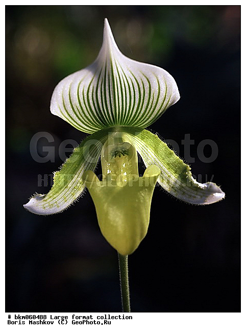 9�12, �������, ������� ������, ������� ����, �����������, ������