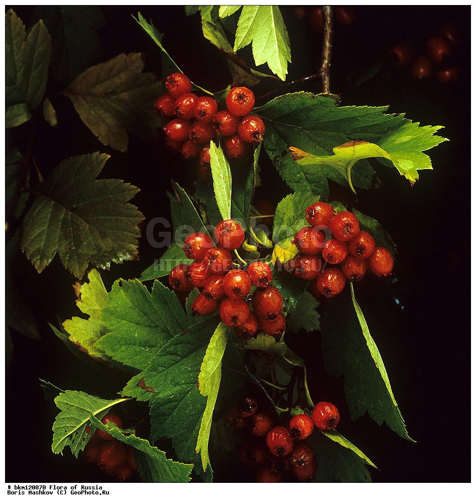 �����, ���������