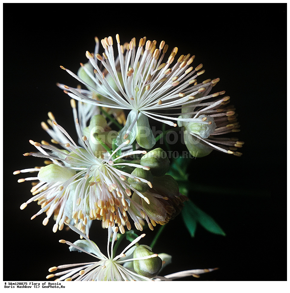 �����, �����������