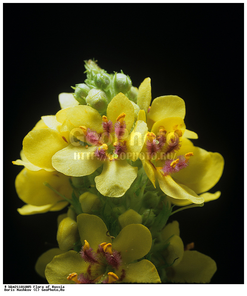 ������� ������