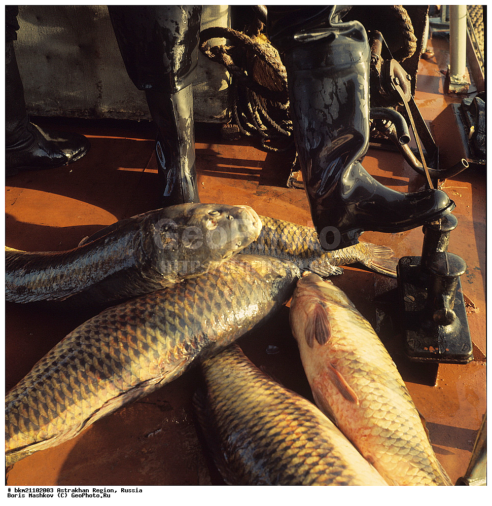 ������������ �������, ������������ ����������, ������, �����, C�����, ������