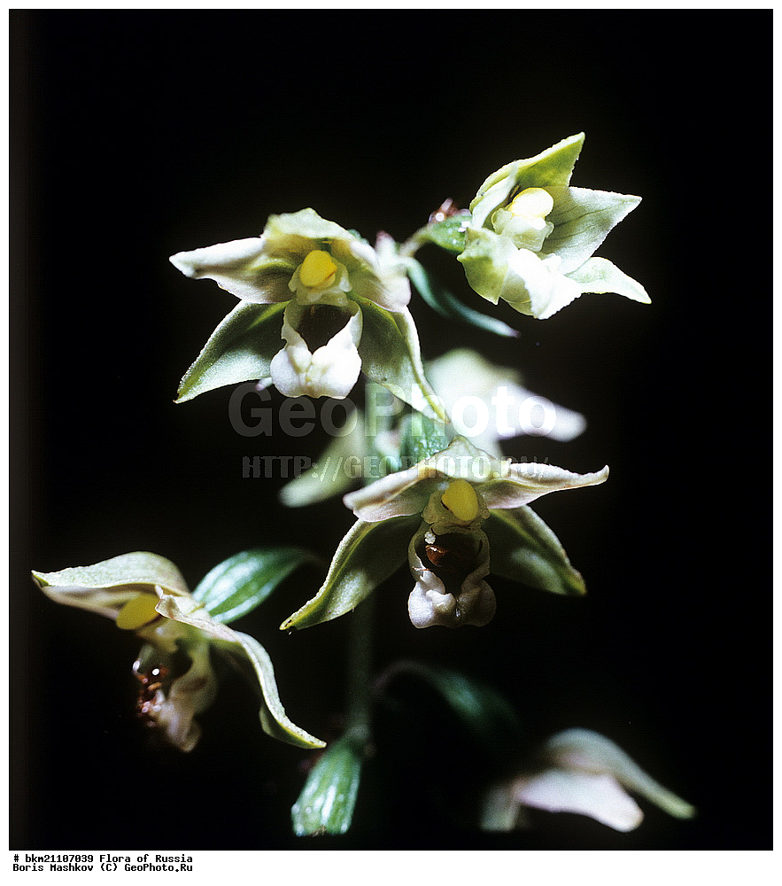 �����, �������, �������