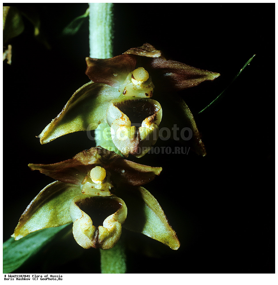 �����, �������, �������