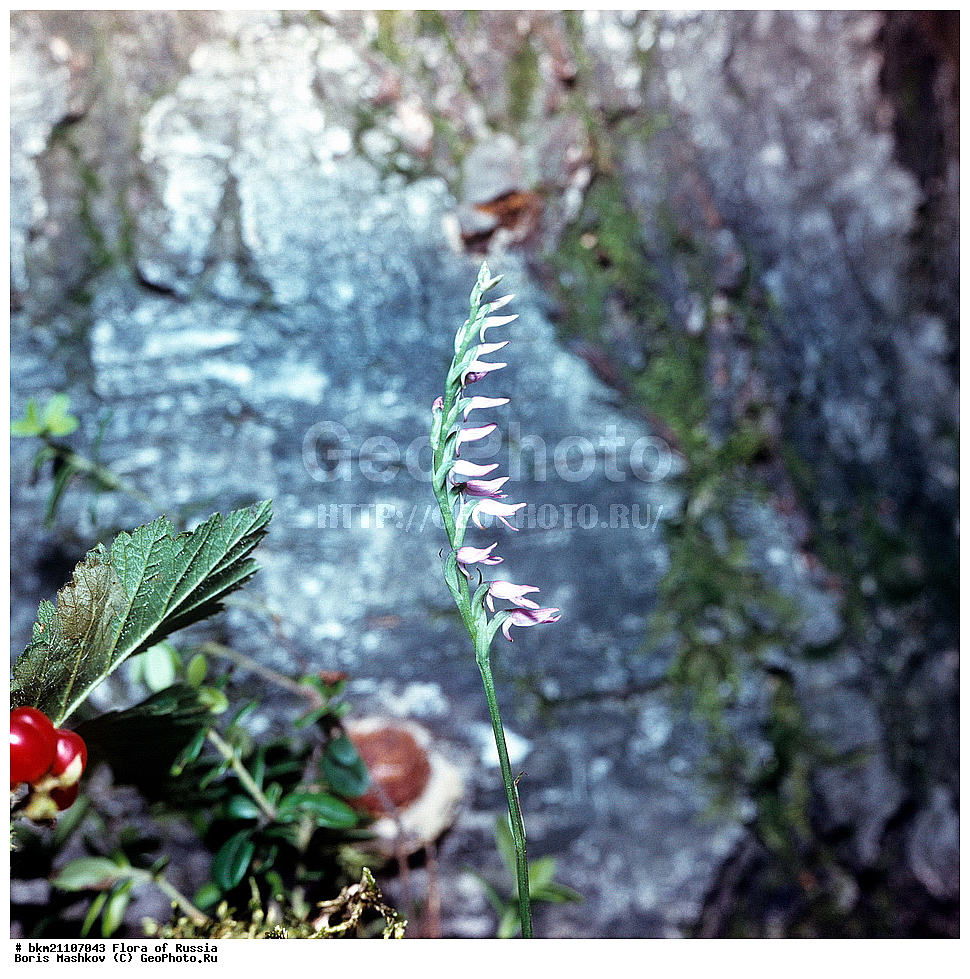 �����, �������, �������