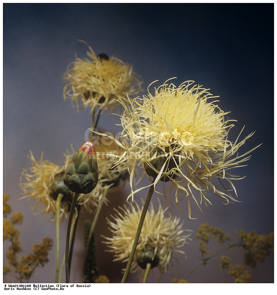 ����� ������, ��������, ����� ��������, ������� �������, ����������, �������������,  ������� ����