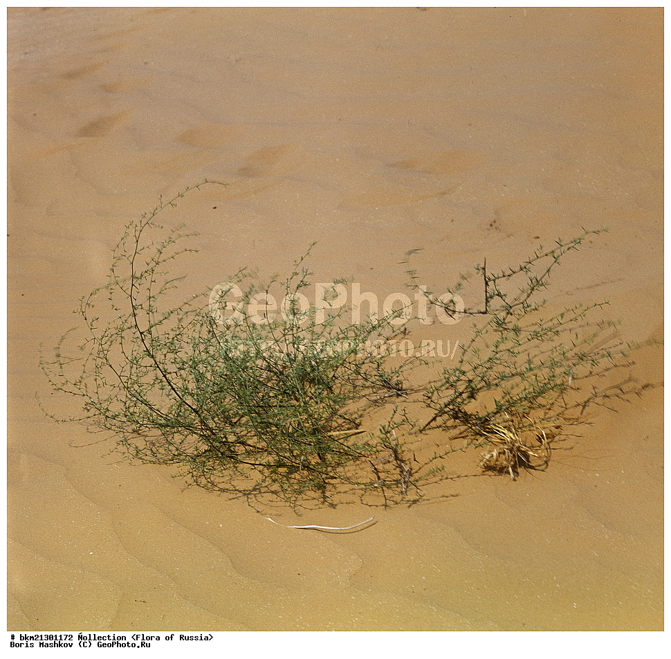 ����� ������, ��������, ����� ��������,  ��������� �������