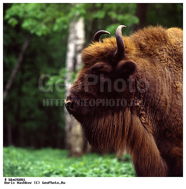 ����, ����, ����������, ��������-���������, �������������, �����, �����, XYZ, ���������, Bovidae, ����, ����������� ����, Bison bonasus