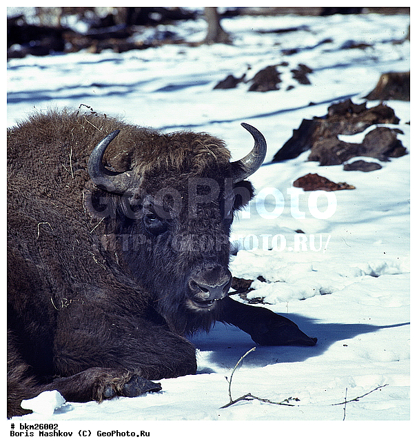 ����, ����, ����������, ��������-���������, �������������, �����, �����, XYZ, ���������, Bovidae, ����, ����������� ����, Bison bonasus