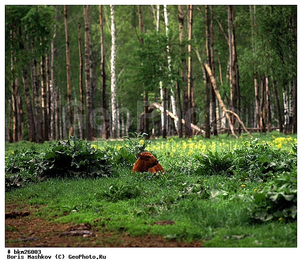 ����, ����, ����������, ��������-���������, �������������, �����, �����, XYZ, ���������, Bovidae, ����, ����������� ����, Bison bonasus