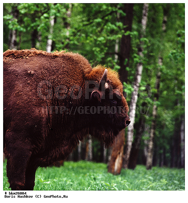 ����, ����, ����������, ��������-���������, �������������, �����, �����, XYZ, ���������, Bovidae, ����, ����������� ����, Bison bonasus