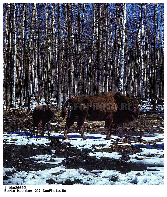 ����, ����, ����������, ��������-���������, �������������, �����, �����, XYZ, ���������, Bovidae, ����, ����������� ����, Bison bonasus