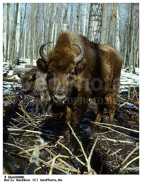 ����, ����, ����������, ��������-���������, �������������, �����, �����, XYZ, ���������, Bovidae, ����, ����������� ����, Bison bonasus