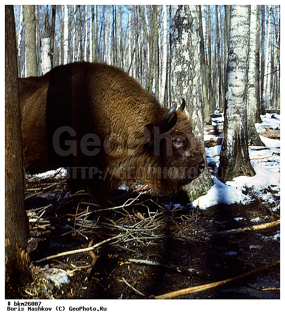 ����, ����, ����������, ��������-���������, �������������, �����, �����, XYZ, ���������, Bovidae, ����, ����������� ����, Bison bonasus