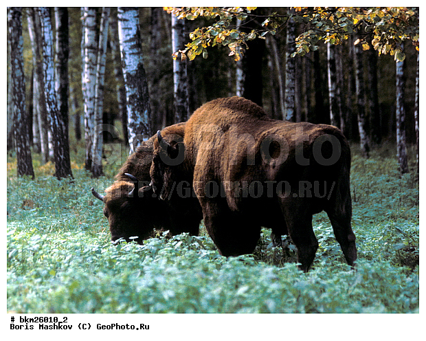 ����, ����, ����������, ��������-���������, �������������, �����, �����, XYZ, ���������, Bovidae, ����, ����������� ����, Bison bonasus